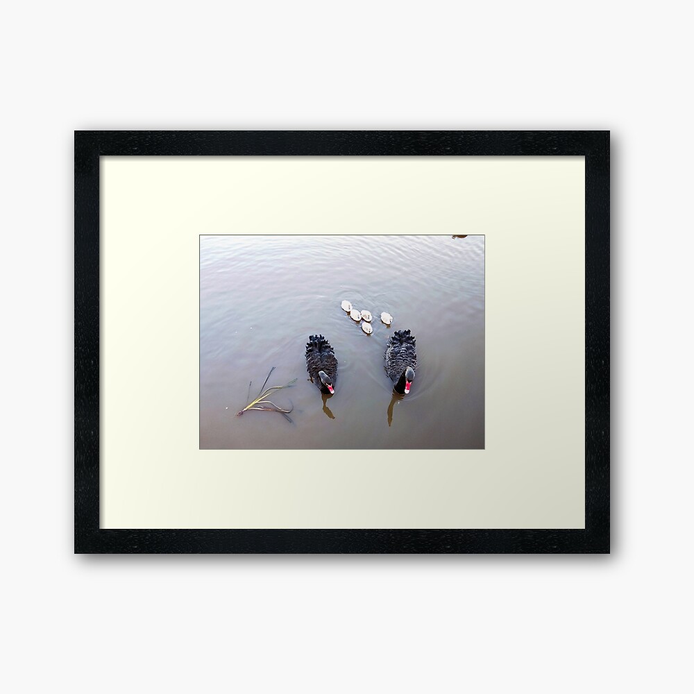 Black Swan Family Framed Art Print