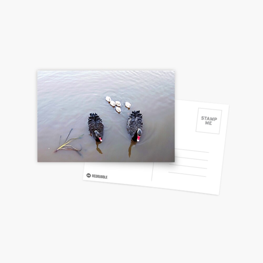Black Swan Family Postcard